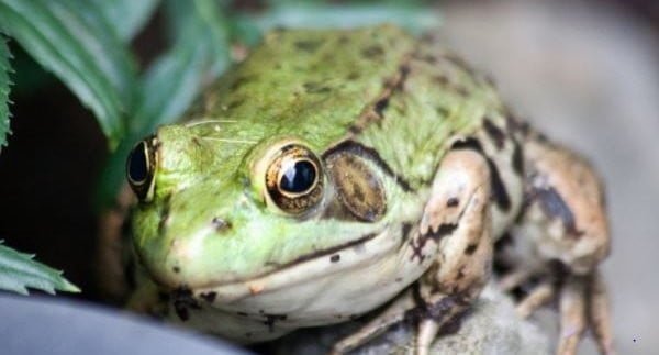 Looking after your frog