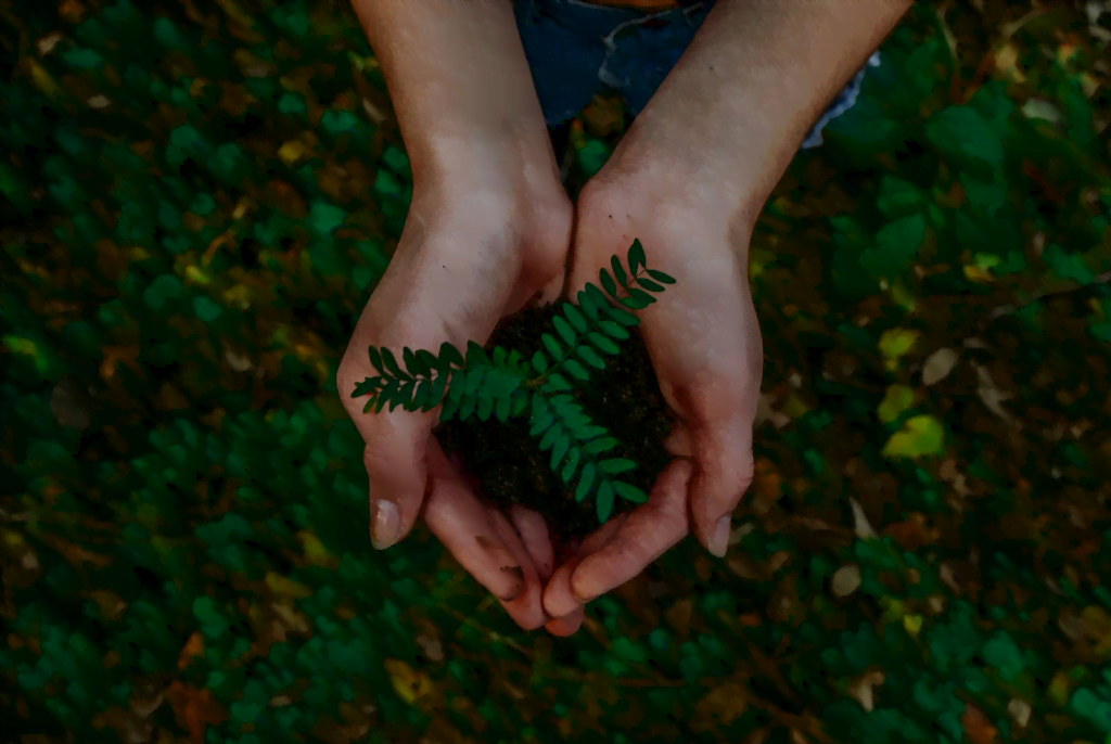 An image of some hands holding a plant for sustainability